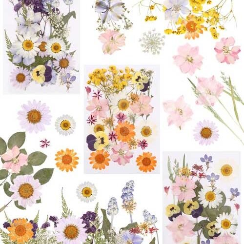 Pressed Flowers SOBEAU Pressed Flowers
